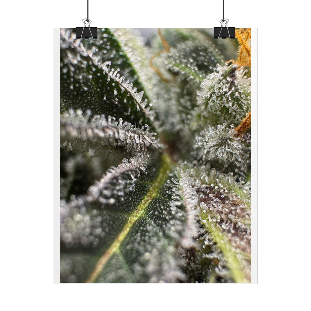 Rolled Posters