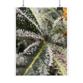 Rolled Posters