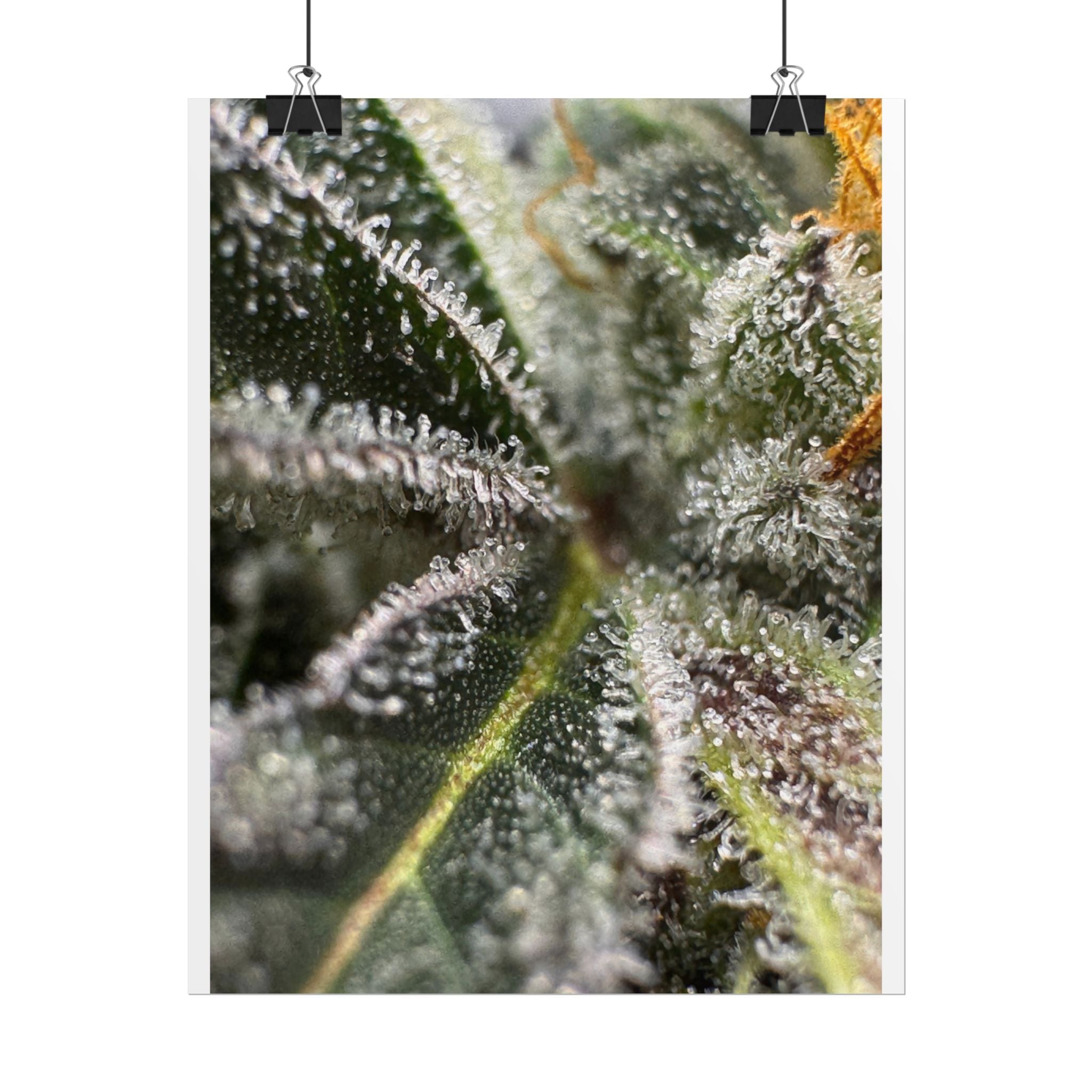 Rolled Posters
