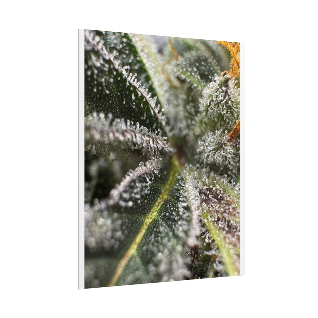 Rolled Posters