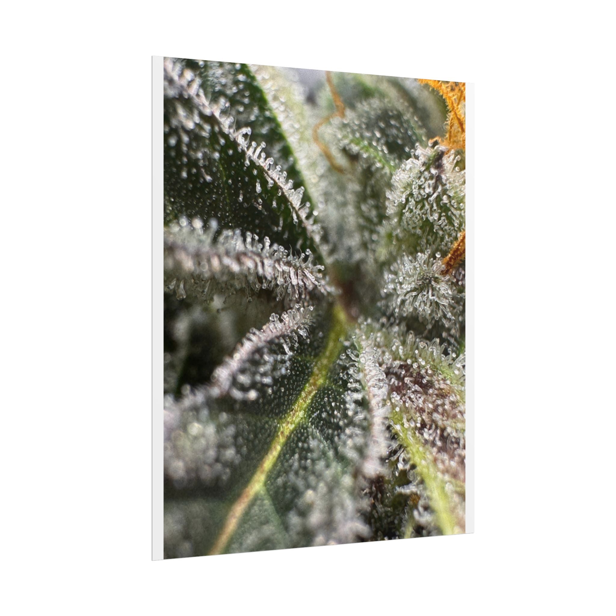 Rolled Posters