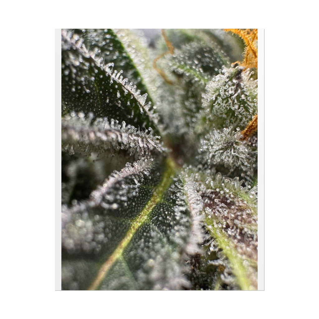 Rolled Posters