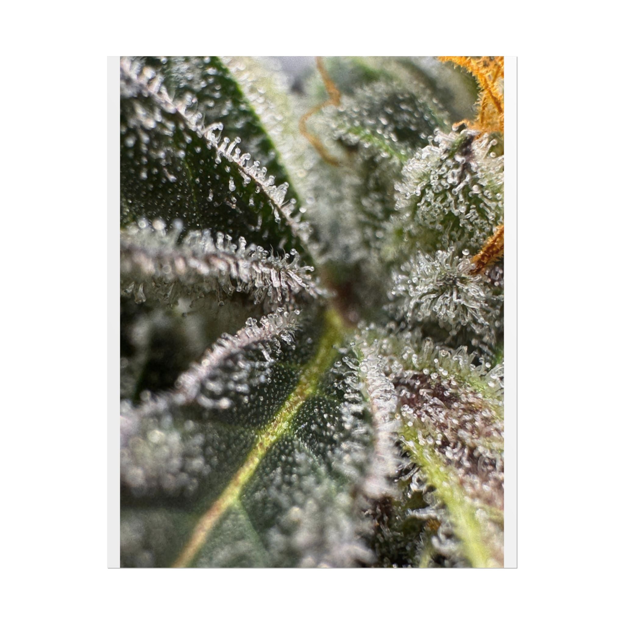 Rolled Posters